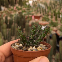 Euphorbia bertemariae Äthiopien