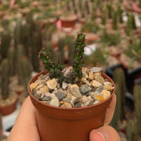Euphorbia bertemariae Äthiopien