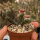 Euphorbia bertemariae Äthiopien