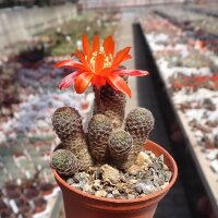 Rebutia heliosa v. condorensis cv. rubrispina compacta L 401