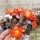 Rebutia heliosa v. condorensis cv. rubrispina compacta L 401