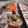 Rebutia heliosa v. condorensis cv. rubrispina compacta L 401
