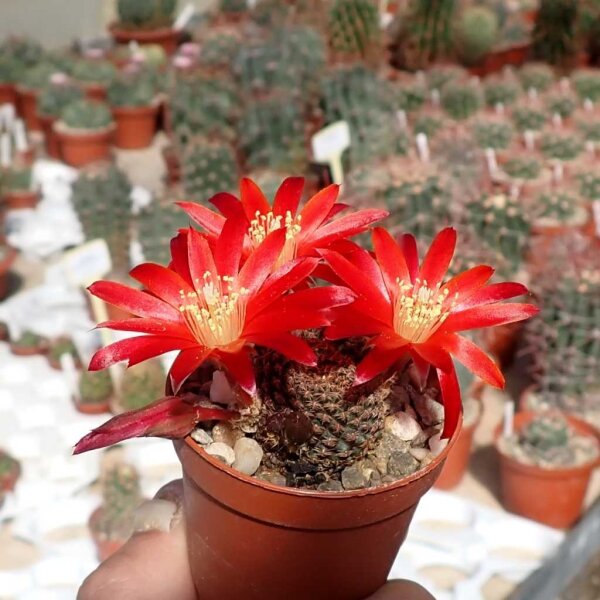 Rebutia heliosa v. condorensis cv. rubrispina nigra L 401