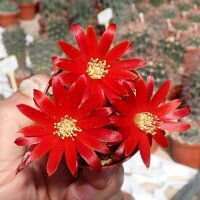 Rebutia heliosa v. condorensis cv. rubrispina nigra L 401