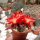 Rebutia heliosa v. condorensis cv. rubrispina nigra L 401