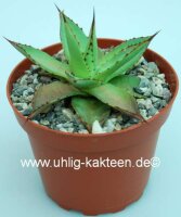 Agave isthmensis x filifera