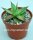 Agave isthmensis x filifera