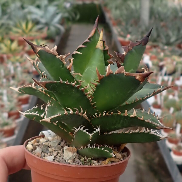 Agave titanota cv. Red Catweazle | Uhlig Kakteen