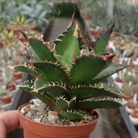 Agave titanota  cv. Red Catweazle