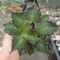 Agave titanota  cv. Red Catweazle