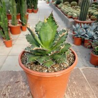 Agave titanota  cv. Red Catweazle