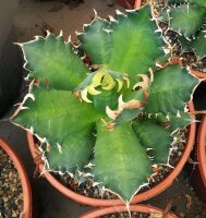 Agave titanota  cv. Red Catweazle