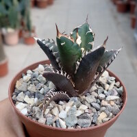 Agave titanota  cv. Red Catweazle