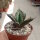 Agave titanota  cv. Red Catweazle