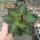 Agave titanota  cv. Red Catweazle