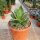 Agave titanota  cv. Red Catweazle