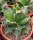 Agave titanota  cv. Red Catweazle