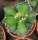 Agave titanota  cv. Red Catweazle