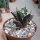 Agave titanota  cv. Red Catweazle