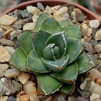 Agave filifera cv. ultracompacta
