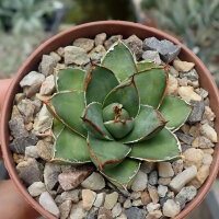Agave filifera cv. ultracompacta