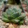 Agave filifera cv. ultracompacta