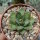 Agave filifera cv. ultracompacta