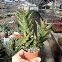 Aloe juvenna