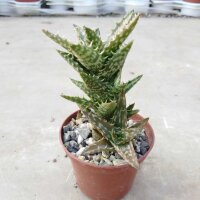 Aloe juvenna