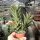 Aloe juvenna