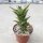 Aloe juvenna