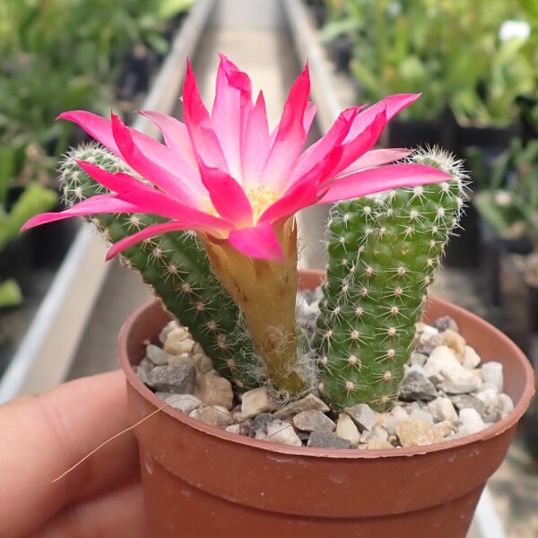 Chamaecereus silvestrii-Hybr. PINK