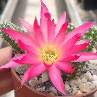 Chamaecereus silvestrii-Hybr. PINK