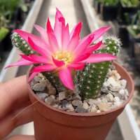 Chamaecereus silvestrii-Hybr. PINK