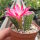 Chamaecereus silvestrii-Hybr. PINK