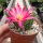Chamaecereus silvestrii-Hybr. PINK
