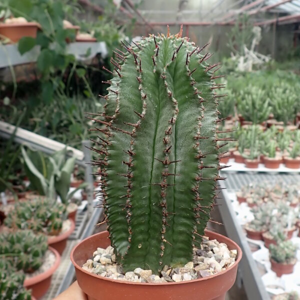 Euphorbia horrida