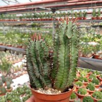Euphorbia horrida