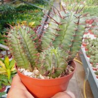 Euphorbia horrida
