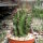 Euphorbia horrida