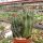 Euphorbia horrida
