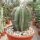 Euphorbia horrida