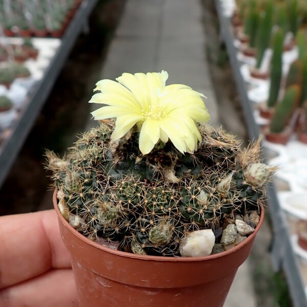 Frailea concepcionensis VoS 06-293