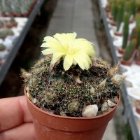 Frailea concepcionensis VoS 06-293