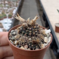Frailea concepcionensis VoS 06-293