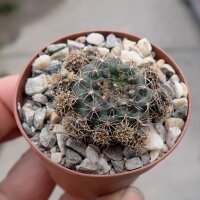 Frailea concepcionensis VoS 06-293