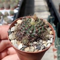 Frailea concepcionensis VoS 06-293
