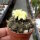 Frailea concepcionensis VoS 06-293