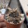 Frailea concepcionensis VoS 06-293