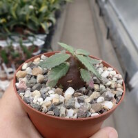 Dorstenia hildebrandtii forma crispum